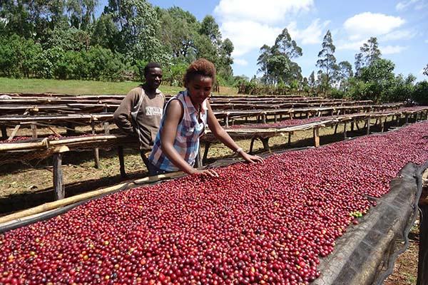 فرآوری قهوه به صورت طبیعی در منطقه‌ی گوجی کشور اتیوپی.