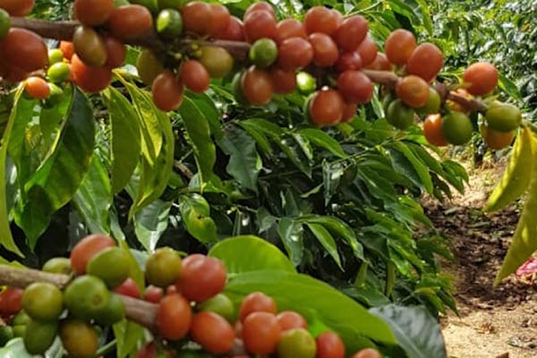 کووید-۱۹ و تجارت قهوه: بررسی تاثیرات کوتاه و بلند مدت