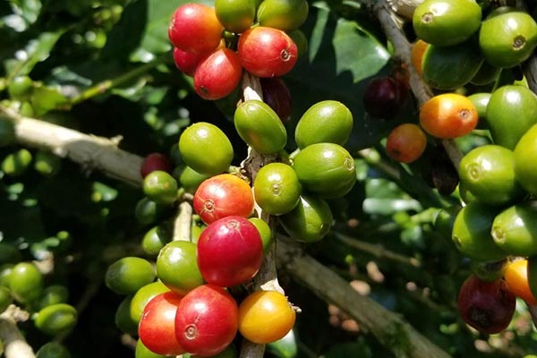 گیلاس‌های قهوه در مزرعه‌ی Finca San Rafael واقع در کوپان، هندوراس
