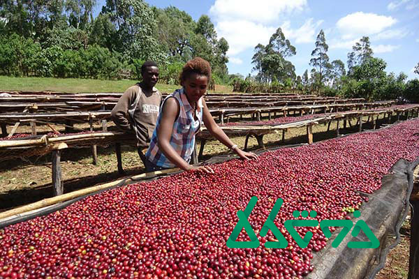 فرآوری قهوه به صورت طبیعی در منطقه‌ی گوجی کشور اتیوپی.